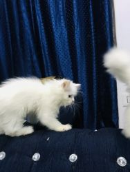 White Male Persian Kitten