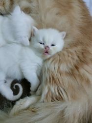 I have two white triple coated persian cat 1 female and 1 male