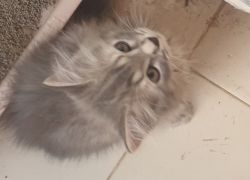 Persian grey kitten