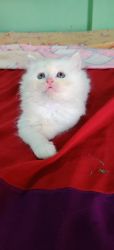 Persian kittens triple coated full white fur