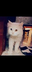 White Female Odd eye Persian Cat