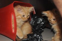 3 Months Old Persian Kitten