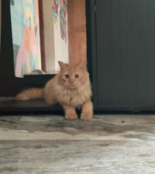 Good Quality Persian Cat female 5 months Old