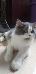 2 male Persian calico kittens available