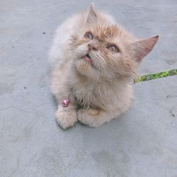 Persion cat