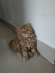Persian kitten male