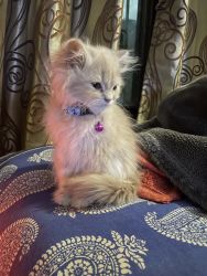 Persian 2 month kitten