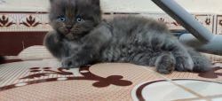 Persian kittens( call for price xxxxxxxxxx)