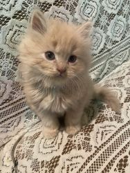 Persian kittens for sale.