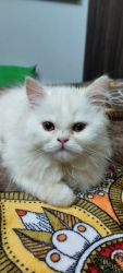 White Persian kitten for sell