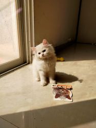2.5 months Persian kitten for sale