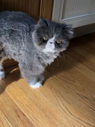 5 month old male Persian cat