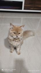 2 persian kittens male and female 4 and 5 months old