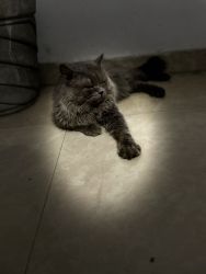 Sell , male persian cat