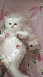Persian kittens are available in chennai at cheap price