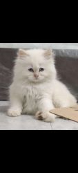 Show quality Persian kitten