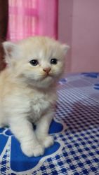 40 day old Persian kittens