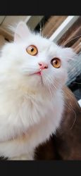 White persian 9 month old cat