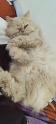 6 years old Persian cat for sale
