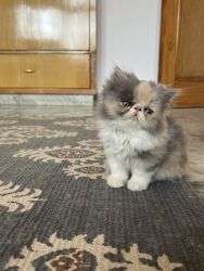 Persian punch face for sale