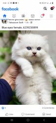 Very good quality cat's all breed available