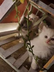 5 persian kittens