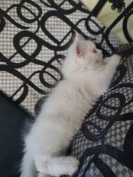 Full white persian male cat
