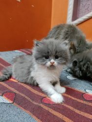 Persian cat multi colour 30 days old