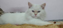 Heavy bone healthy and active white colour crystal eyes male 4.5 month