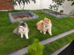 Persion cat urgent sell couple