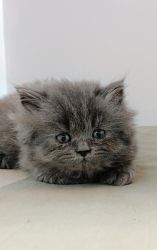 Cute Grey kitten
