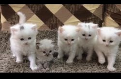 Persian kittens 45days double coating