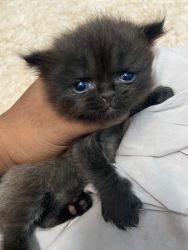 Persian Kittens Sale