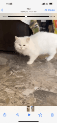 Persian Kitten white
