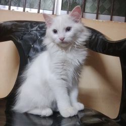 Persian Kittens For sale(Male)