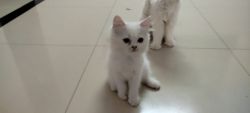 2.5 months old male (odd eye) and female cat pure white