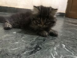 Persian cat for sale 2 months old, very friendly and loving.