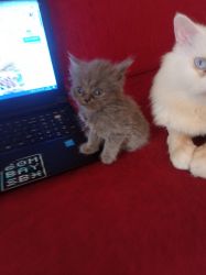 Cute persion kittens