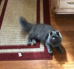3 year old Grey Persian Cat