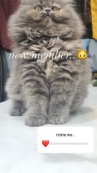 persian grey cat for sale