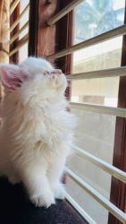 Male snow white Persian cat for sale