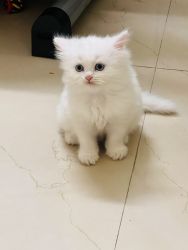 White Persian kitten blue eyes