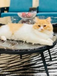 2 years old Male Persian Cat