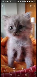 Grey tabby 47 day old Persian kitten