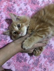 3 months old persian cats for sell