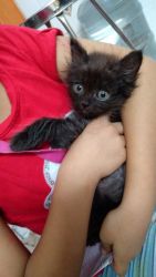 I want to sell my 2 month age kitten colour black also eyes black