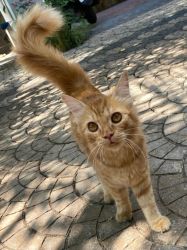 Persian cat sale at calicut
