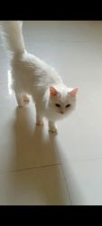 Persian Cat For Sell