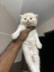 Kittens cat white