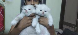 Pure Persian kitten Available